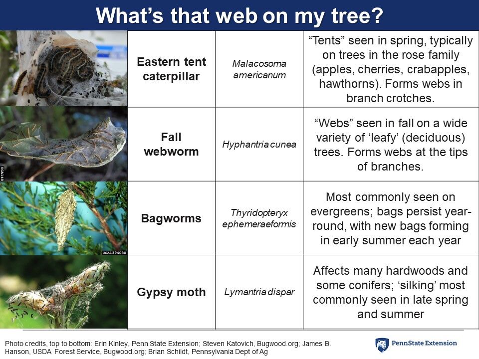 Tent Caterpillar Graph